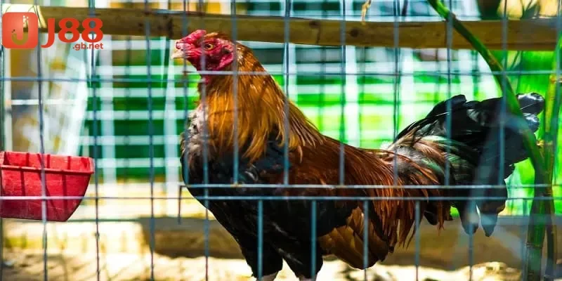 Cách ngâm chân gà chọi bằng thuốc, rượu, nước ấm hiệu quả