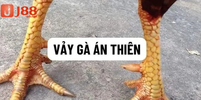 Giải thích vảy gà án thiên trong gà chọi là gì
