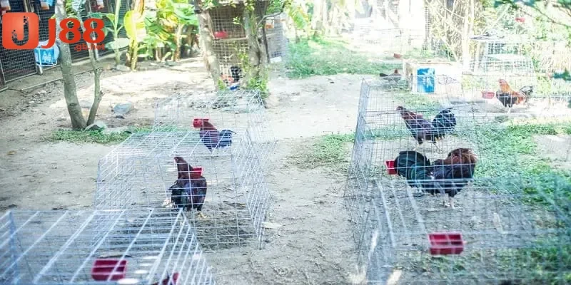 Những điều cần tránh khi ngâm chân gà chọi để không phản tác dụng