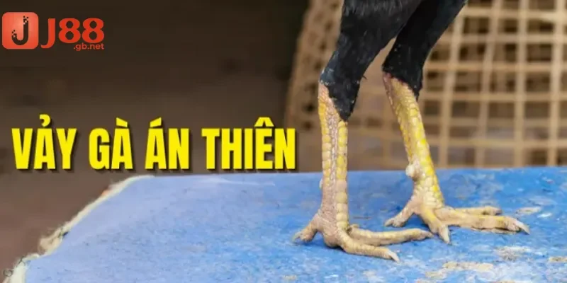 Vảy gà án thiên